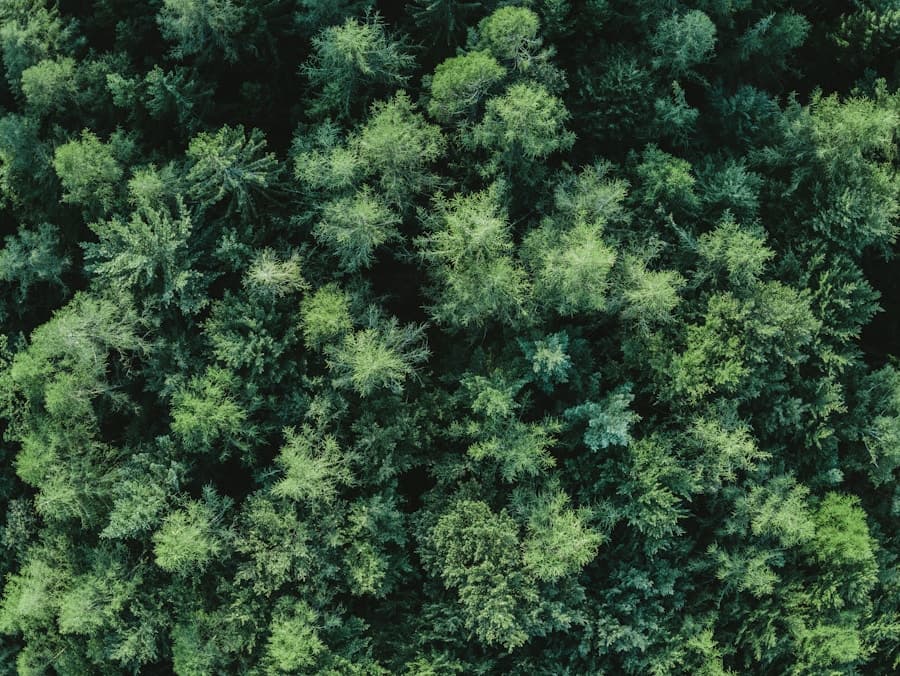 Forest landscape illustrating Vosurein's business consulting services